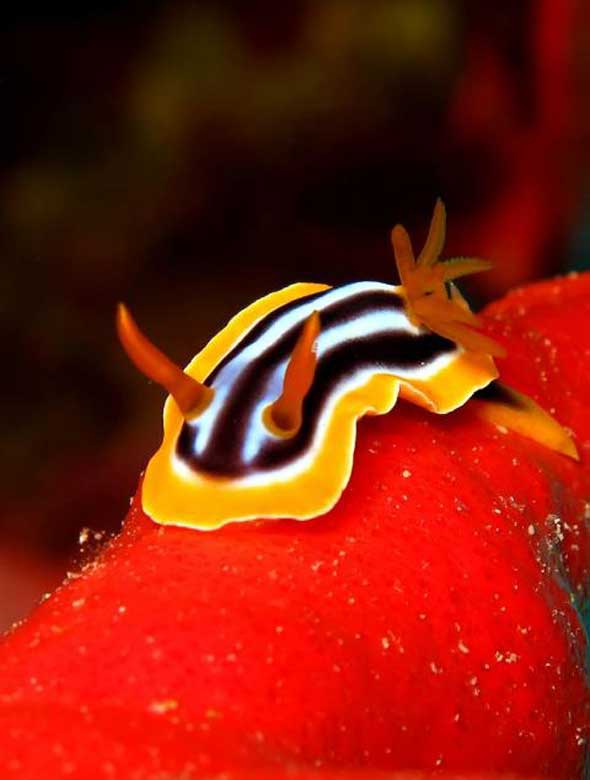 25 lesmas do mar com cores incríveis