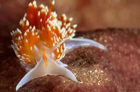 25 lesmas do mar com cores incríveis