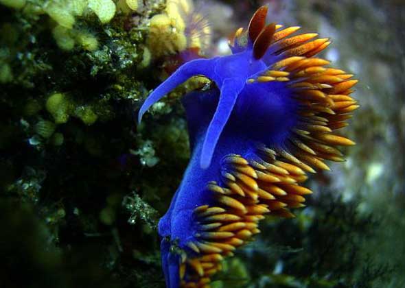 25 lesmas do mar com cores incríveis