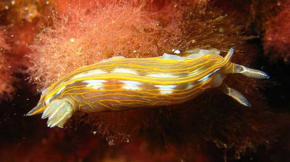 25 lesmas do mar com cores incríveis