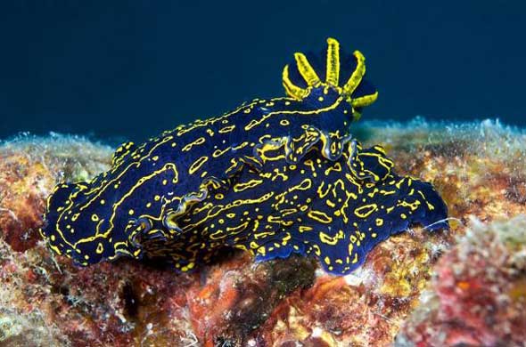 25 lesmas do mar com cores incríveis