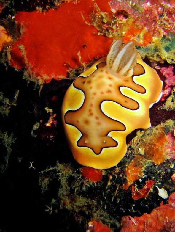 25 lesmas do mar com cores incríveis