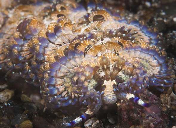 25 lesmas do mar com cores incríveis