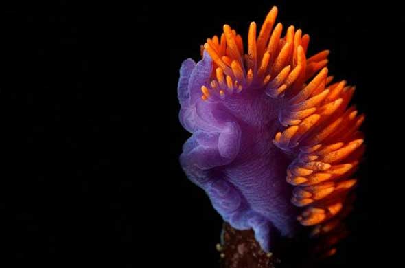 25 lesmas do mar com cores incríveis