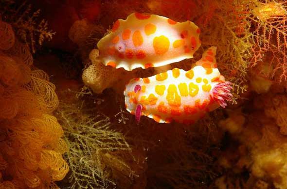 25 lesmas do mar com cores incríveis