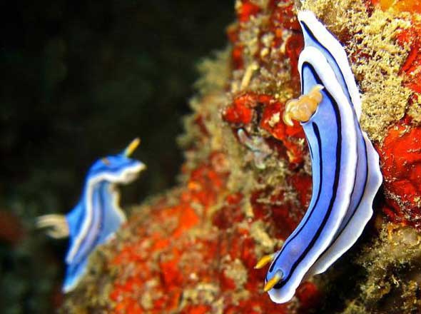 25 lesmas do mar com cores incríveis