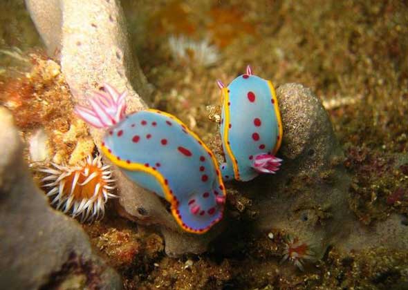 25 lesmas do mar com cores incríveis