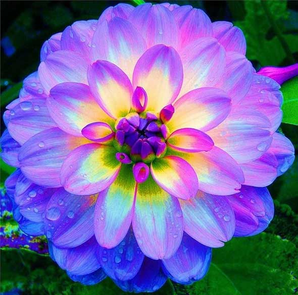 As 10 flores mais lindas do mundo