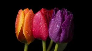 As 10 flores mais lindas do mundo