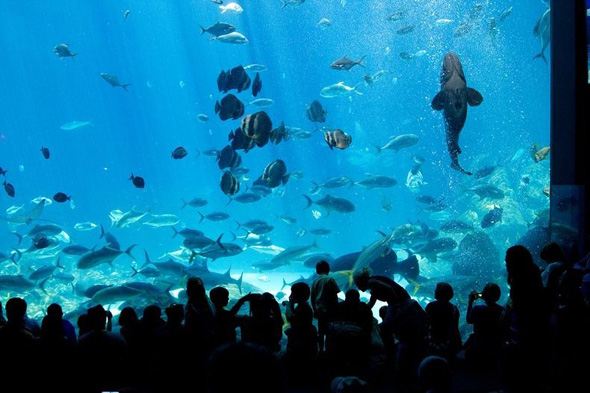 maior-aquario-do-mundo-01