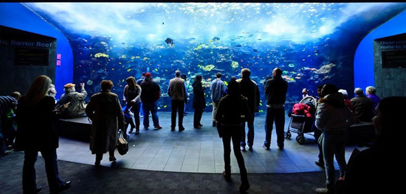 maior-aquario-do-mundo-04
