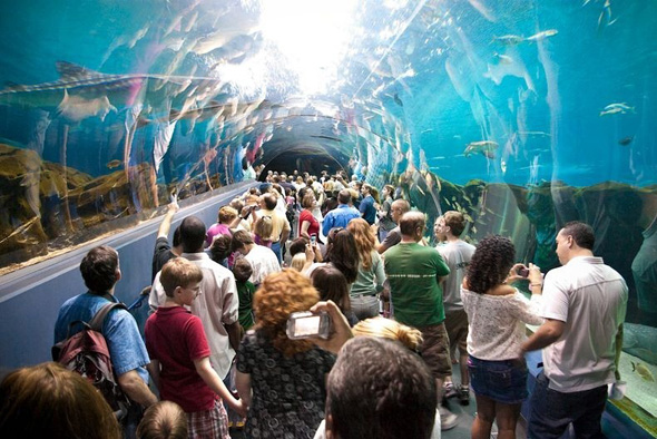 maior-aquario-do-mundo-06