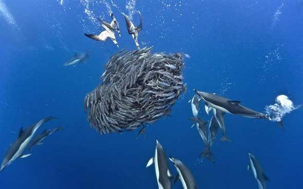 Fotos incríveis tubarões e golfinhos caçando cardumes de cavala