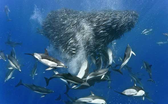 Fotos incríveis tubarões e golfinhos caçando cardumes de cavala