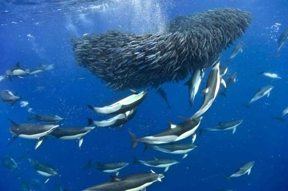 Fotos incríveis tubarões e golfinhos caçando cardumes de cavala