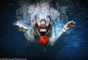 Underwater Dogs