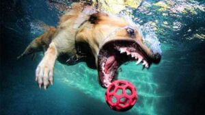 Underwater Dogs