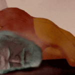 montagens 01 hershel rei leao