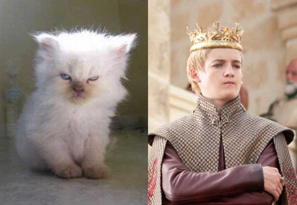 18-gatos-personagens-game-of-thrones-1-joffrey