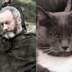 18 gatos personagens game of thrones 17 davos