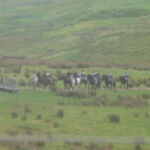 Game of Thrones 5 Temporada Filmagens Irlanda do Norte Brienne Podrick 3