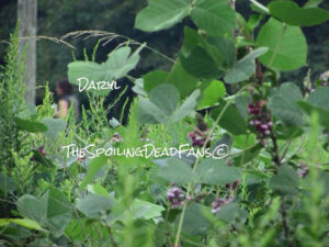 The Walking Dead 6 Temporada Filmagens Paul Monroe Jesus Daryl Dixon