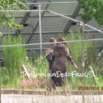 The Walking Dead 6 Temporada Filmagens Episódio 7 43 Zumbis