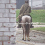 The Walking Dead 6 Temporada Epis%C3%B3dio 15 Morgan Cavalo 2