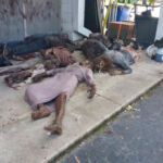 The Walking Dead 6 Temporada Spoilers Filmagens Episódio 14 Beco 4 Zumbis