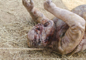 the walking dead s02e04 foto 07 zumbi do poco