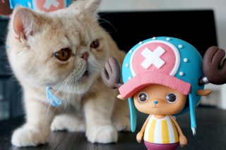 One piece creator x creator tony tony chopper 5