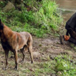 The Walking Dead | Passado do Cão de Daryl poderá ser revelado nos episódios extras da 10ª temporada