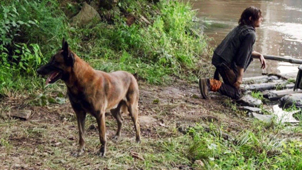 Cão, o cachorro de Daryl, no 7º episódio da 9ª temporada de The Walking Dead.