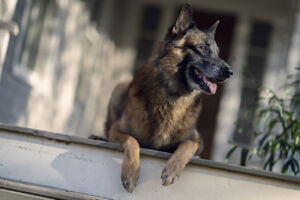 Cão, no 21º episódio da 10ª temporada de The Walking Dead (S10E21 - 
