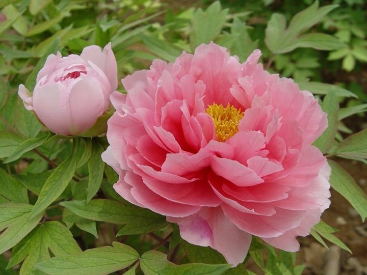 Peonia